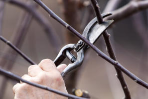 EMERGENCY SERVICES INCLUDE FALLEN TREES, STORM CLEANUP, STUMP GRINDING & MORE EMERGENCY TREE SERVICE