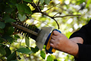 WE CAN HANDLE THE REMOVAL OF ANY TREE, LARGE OR SMALL TREE REMOVAL VANCOUVER WA