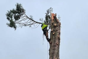 TREE SERVICE OF ALL KINDS FROM REMOVAL TO TRIMMING, SHAPING AND CLEARING TREE SERVICE VANCOUVER WA